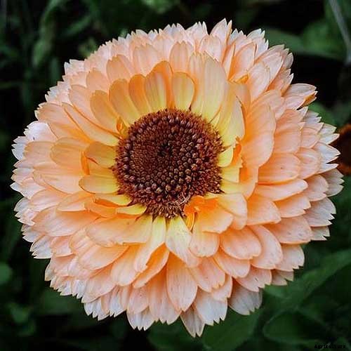 How to Grow Pot Marigold (Calendula) Flowers