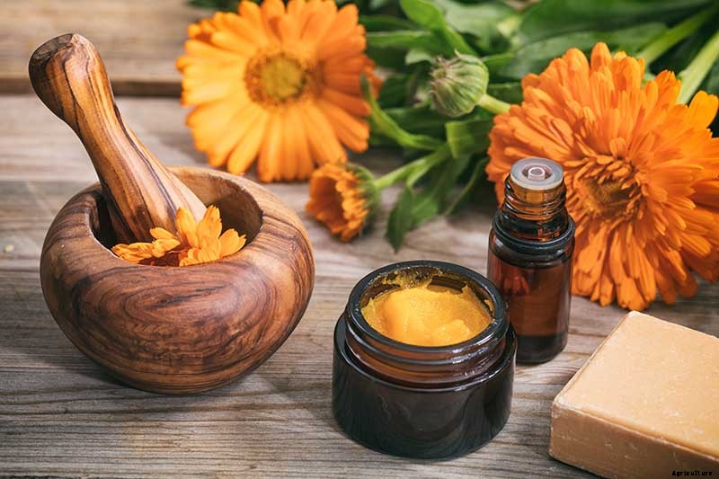 How to Grow Pot Marigold (Calendula) Flowers