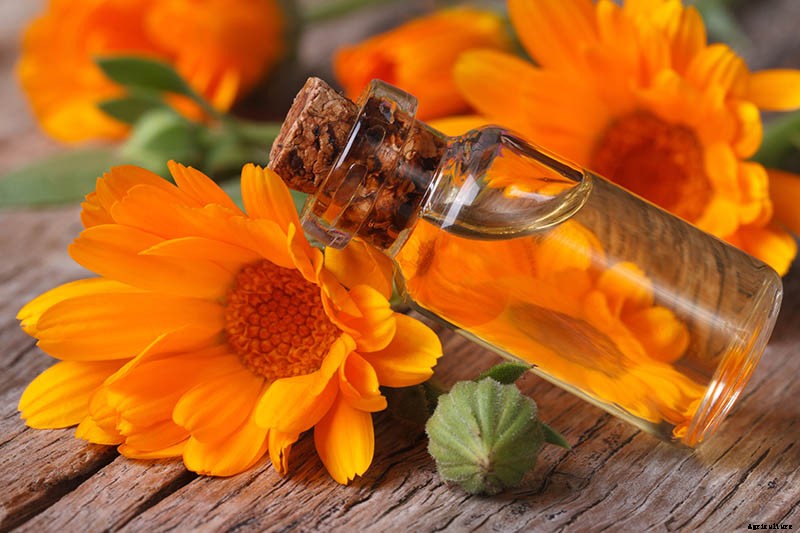 How to Grow Pot Marigold (Calendula) Flowers