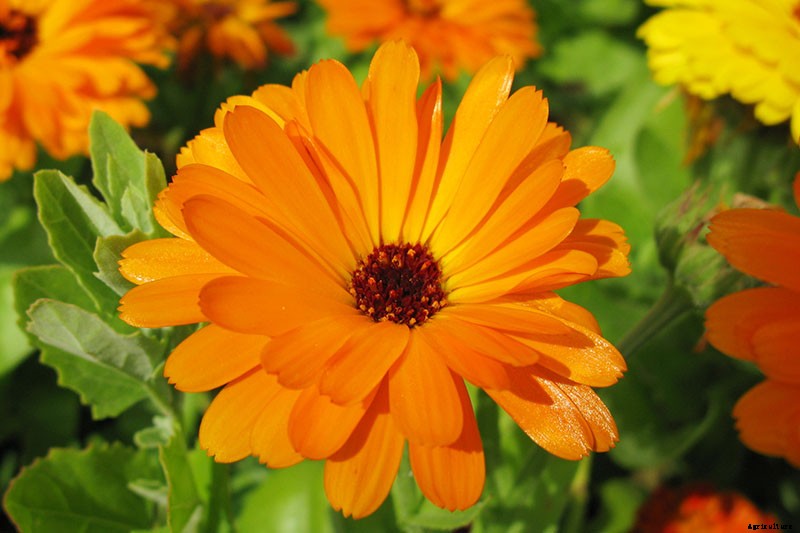 How to Grow Pot Marigold (Calendula) Flowers