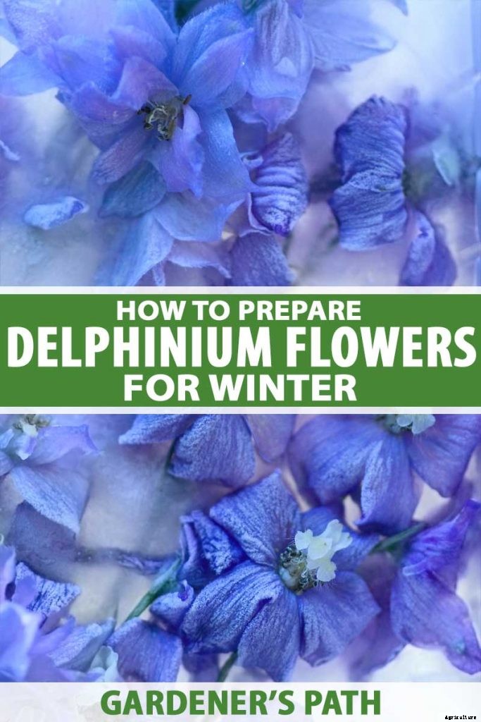 How to Prepare Your Delphinium Plants for Winter