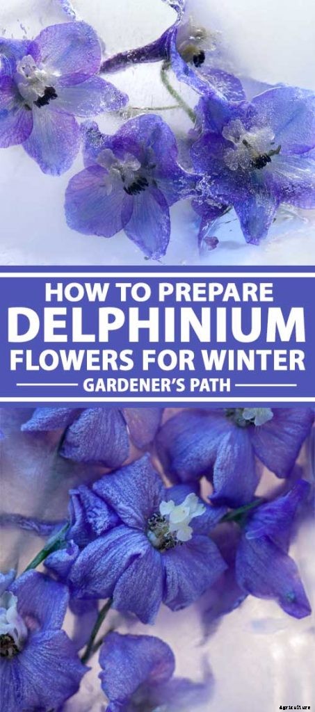 How to Prepare Your Delphinium Plants for Winter