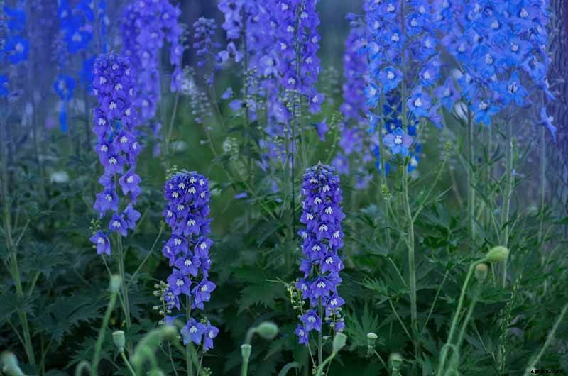 How to Prepare Your Delphinium Plants for Winter