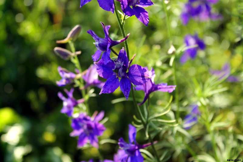 How to Prepare Your Delphinium Plants for Winter