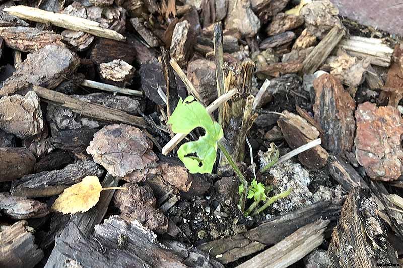 How to Prepare Your Delphinium Plants for Winter