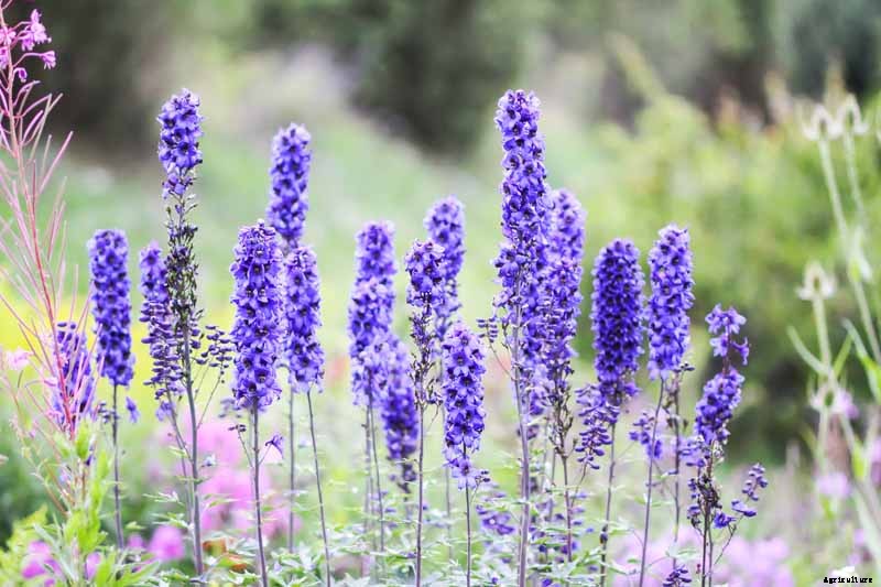 How to Prepare Your Delphinium Plants for Winter