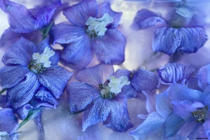 How to Prepare Your Delphinium Plants for Winter