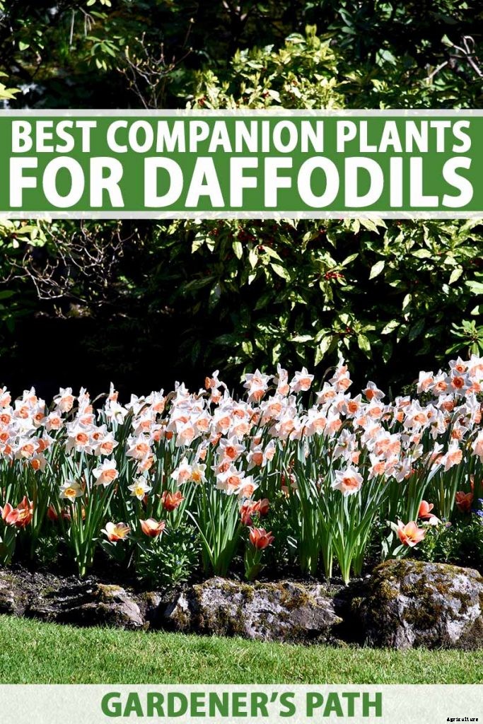 The Best Companion Plants for Daffodils