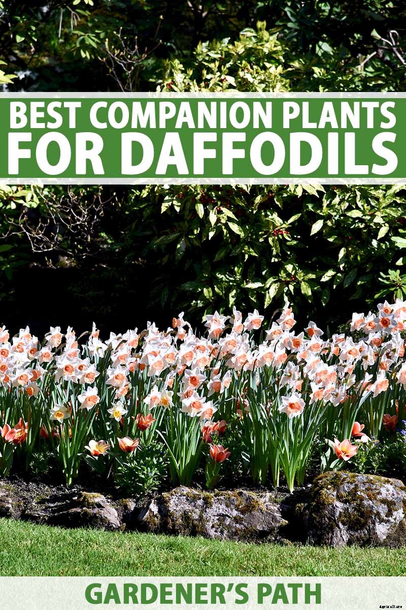 The Best Companion Plants for Daffodils