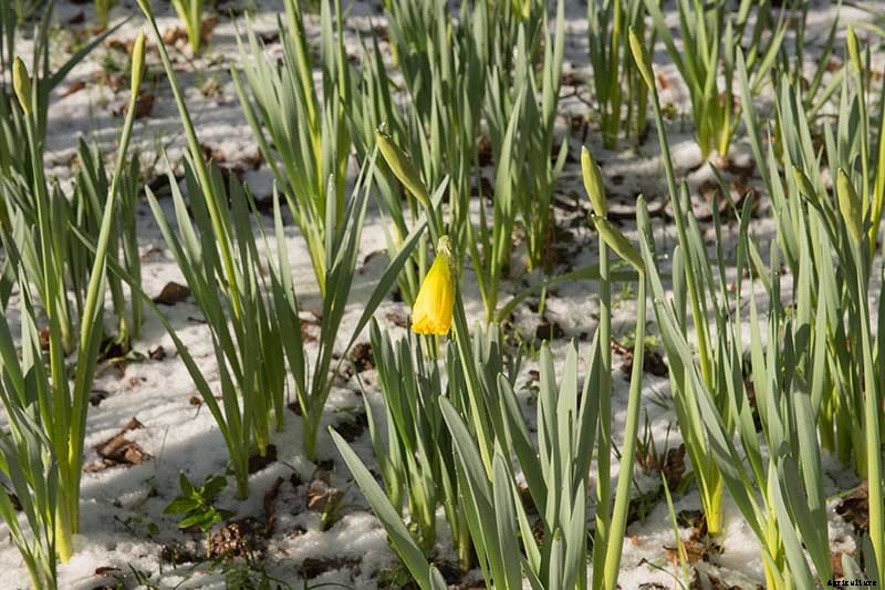 The Best Companion Plants for Daffodils