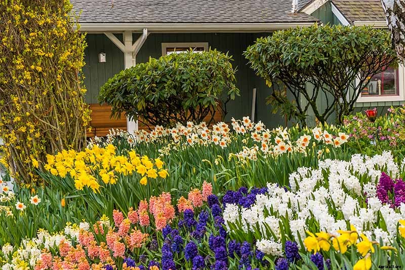 The Best Companion Plants for Daffodils