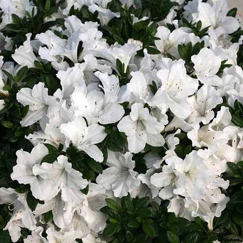 The Best Companion Plants for Daffodils