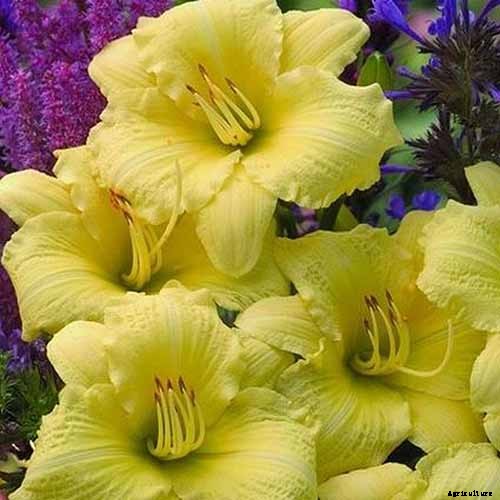 The Best Companion Plants for Daffodils