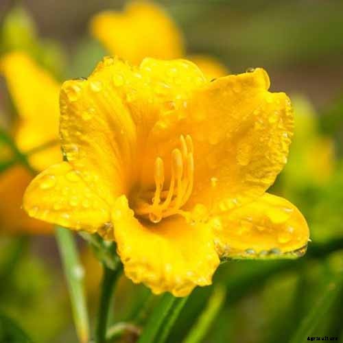 The Best Companion Plants for Daffodils