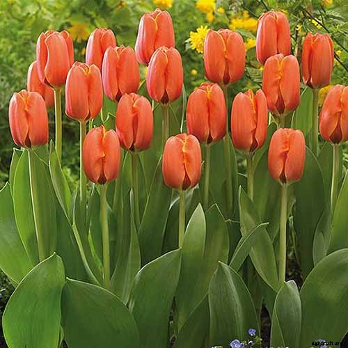 The Best Companion Plants for Daffodils