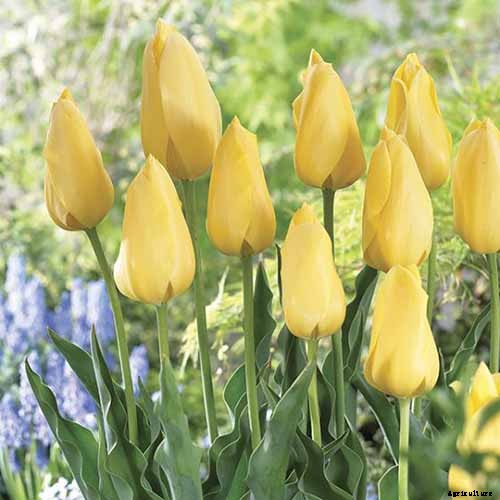 The Best Companion Plants for Daffodils
