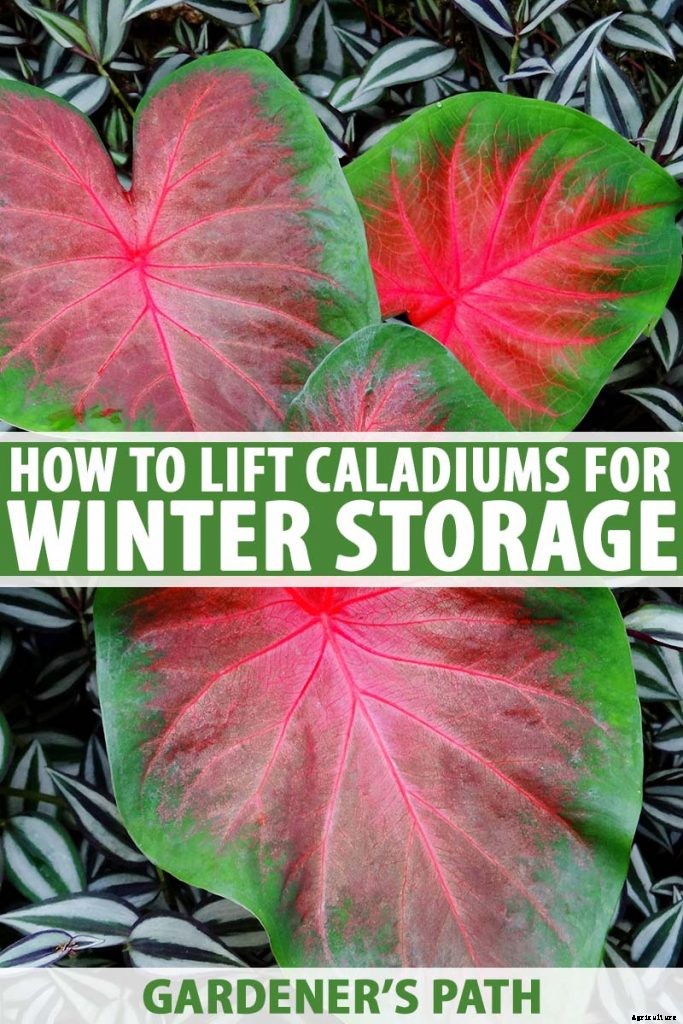 How to Lift Caladiums for Winter Storage