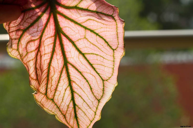 How to Lift Caladiums for Winter Storage