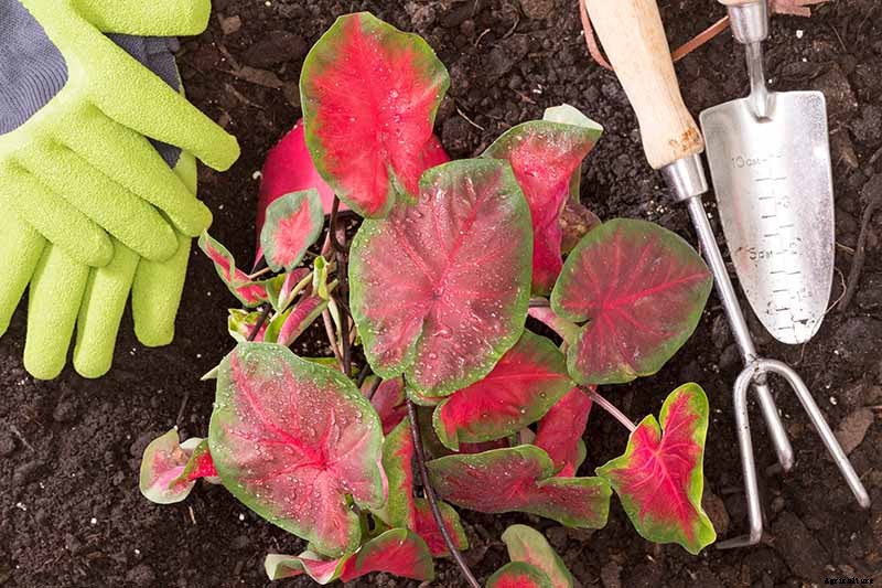 How to Lift Caladiums for Winter Storage