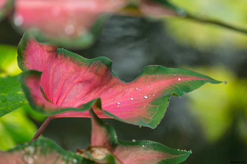 How to Lift Caladiums for Winter Storage