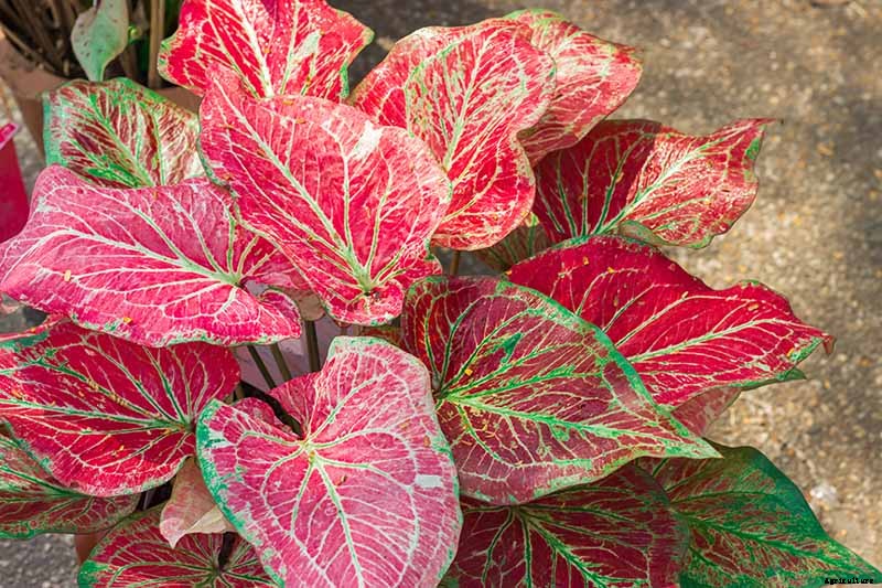 How to Lift Caladiums for Winter Storage