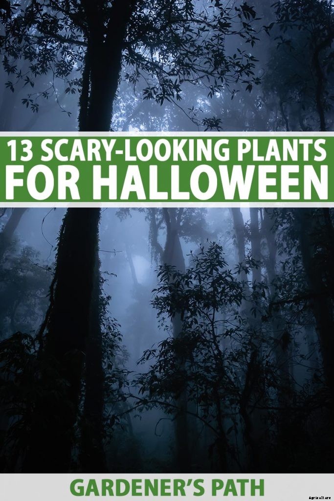 Creepy Plants for the Garden: Scary-Looking Plants for Halloween and Beyond