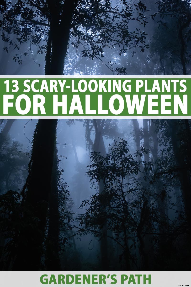 Creepy Plants for the Garden: Scary-Looking Plants for Halloween and Beyond