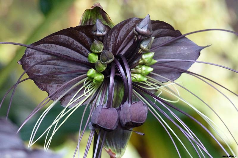 Creepy Plants for the Garden: Scary-Looking Plants for Halloween and Beyond