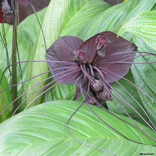 Creepy Plants for the Garden: Scary-Looking Plants for Halloween and Beyond