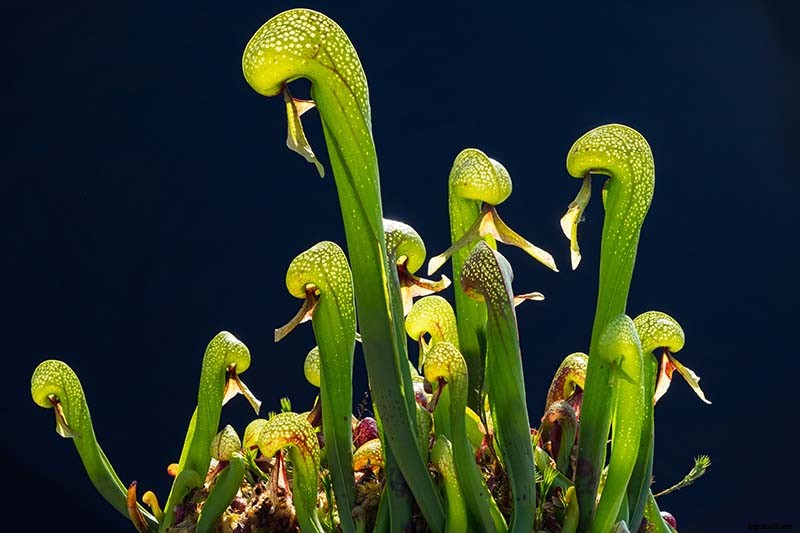 Creepy Plants for the Garden: Scary-Looking Plants for Halloween and Beyond