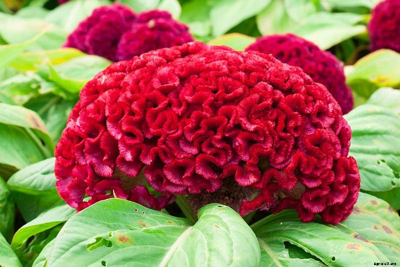 Creepy Plants for the Garden: Scary-Looking Plants for Halloween and Beyond