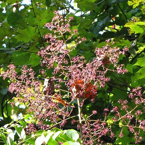 Creepy Plants for the Garden: Scary-Looking Plants for Halloween and Beyond