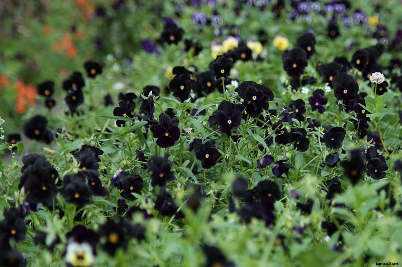 Creepy Plants for the Garden: Scary-Looking Plants for Halloween and Beyond