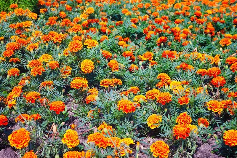 Creepy Plants for the Garden: Scary-Looking Plants for Halloween and Beyond