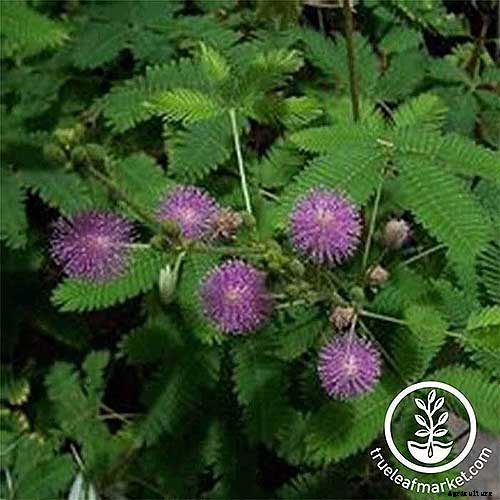 Creepy Plants for the Garden: Scary-Looking Plants for Halloween and Beyond