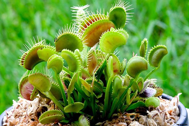 Creepy Plants for the Garden: Scary-Looking Plants for Halloween and Beyond