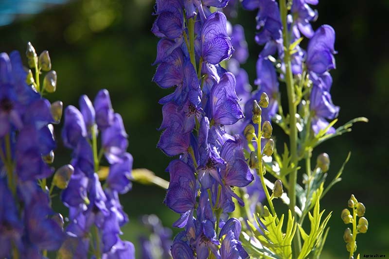 Creepy Plants for the Garden: Scary-Looking Plants for Halloween and Beyond