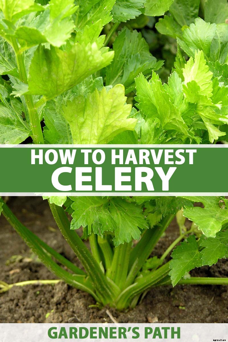 When and How to Harvest Celery