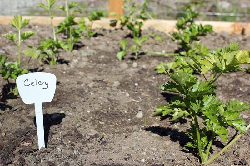 When and How to Harvest Celery