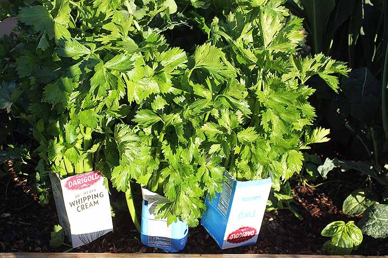 When and How to Harvest Celery