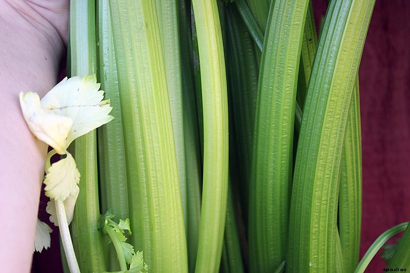 When and How to Harvest Celery