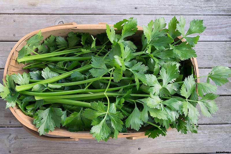 When and How to Harvest Celery
