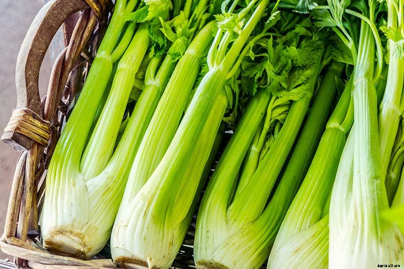 When and How to Harvest Celery