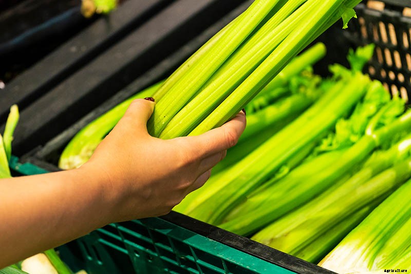 When and How to Harvest Celery