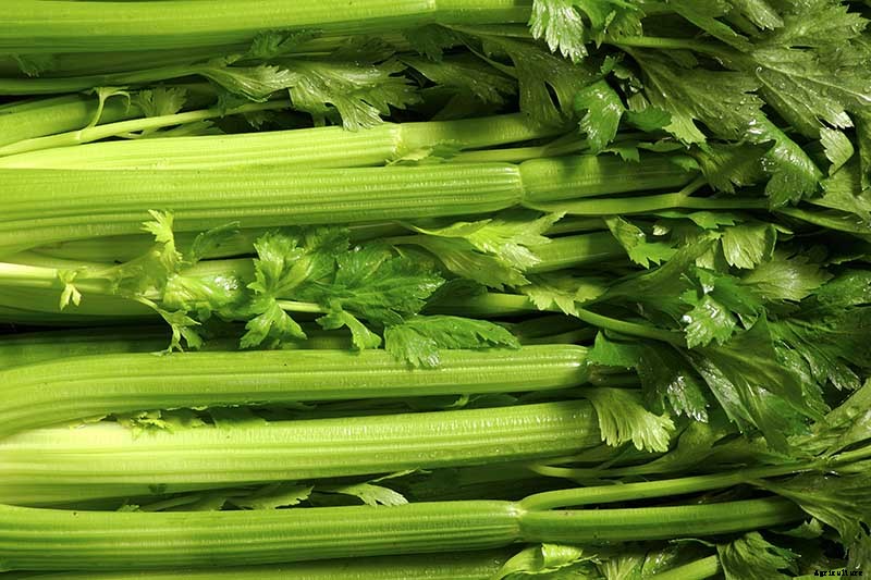 When and How to Harvest Celery