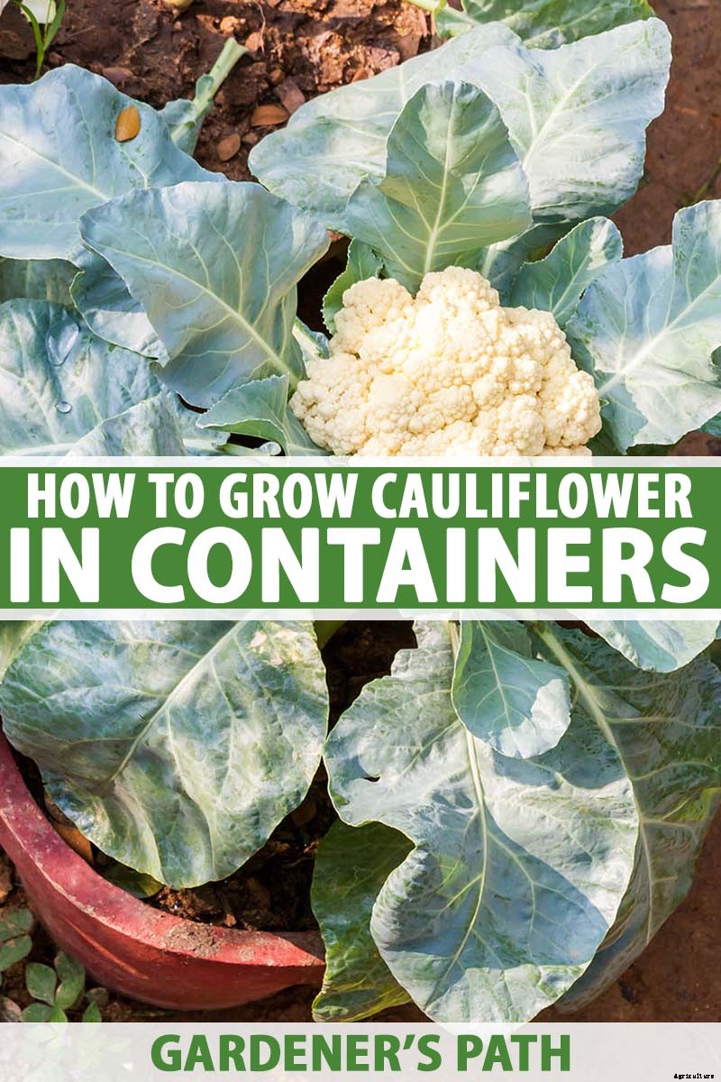 How to Grow Cauliflower in Containers