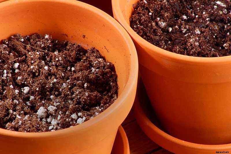 How to Grow Cauliflower in Containers