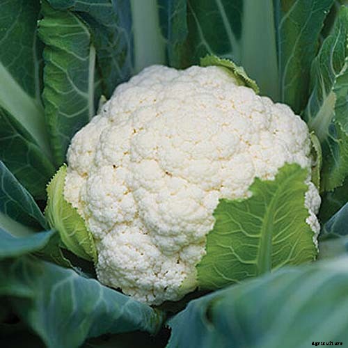 How to Grow Cauliflower in Containers