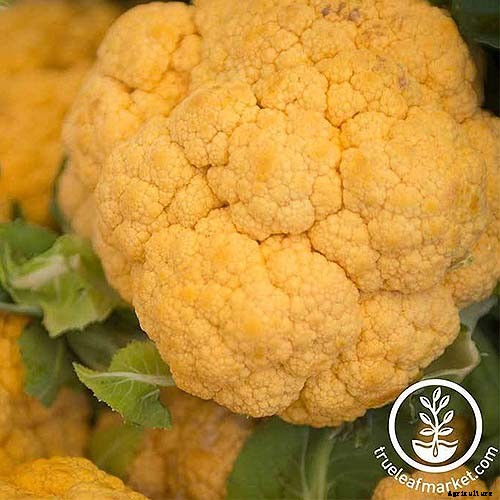 How to Grow Cauliflower in Containers