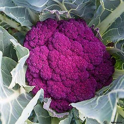 How to Grow Cauliflower in Containers